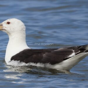 Great Black backed Gull seen swimming in the North Sea.
