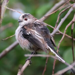 Juvenile Long Tailed Tit seen in a willow tree at Snettisham reserve.