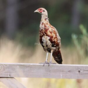 Juvenile Pheasant seen on a five bar gate Sandringham.