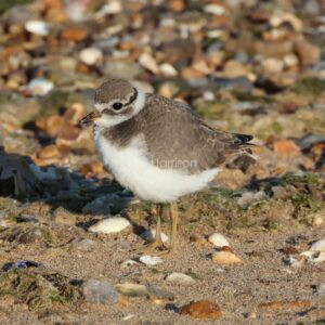 Juvenile Ringed Plover seen on Heachams South beach