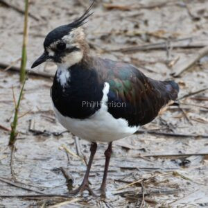 Lapwing standing on marshland at Titchwell reserve.