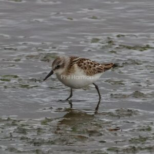 Little Stint seen feeding at Titchwell Marsh.