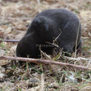 Mole seen trying to dig itself into the sea wall at Snettisham reserve.