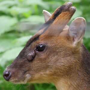 Muntjac seen in the garden at Titchwell reserve.