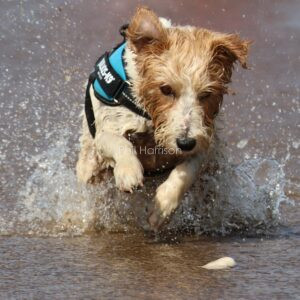 My dog Pebble seen playing in the surf at Heacham South beach