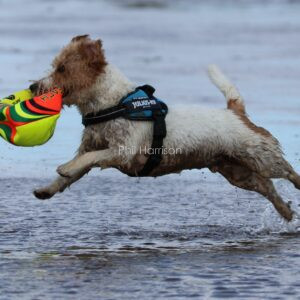 Pebble playing with his rugby ball in the sea at Heacham South beach.