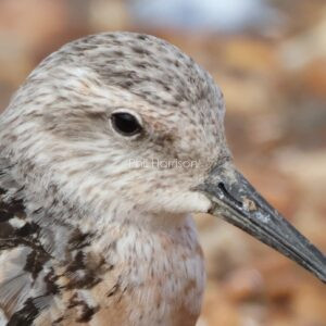 Close up of Red Knot head.