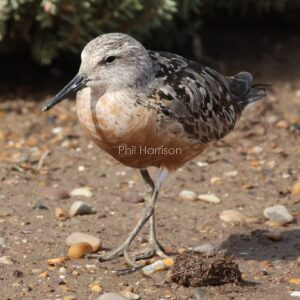 Red Knot seen walking on the beach at Snettisham.