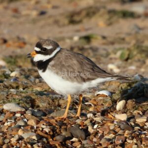 Ringed Plover seen on the shingle at Heacham south beach.