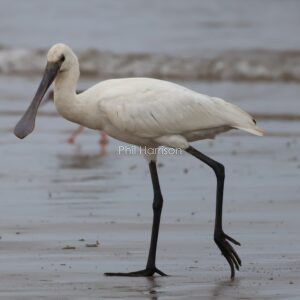 SpoonBill seen walking on the beach at titchwell.
