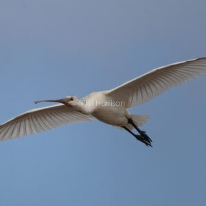 Spoonbill Flying over head at Titchwell reserve.
