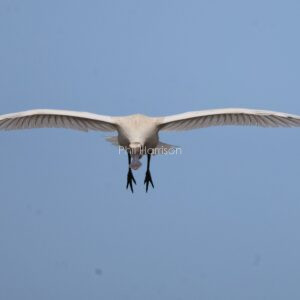 Spoonbill flying toward me at Titchwell reserve.