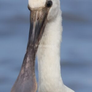 Close up of Spoonbills head.