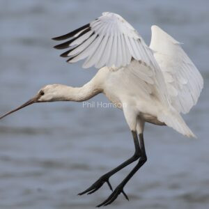 Spoonbill landing at Titchwell reserve beach.