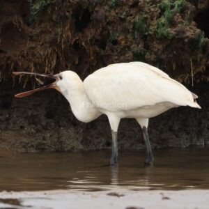 Spoonbill seen feeding on the beach at Titchwell.
