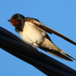 Swallow seen on the telegraph lines at Heacham.