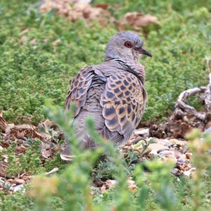 Turtle Dove seen on the beach at Snettisham reserve.