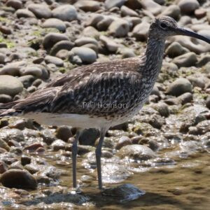 Whimbrel seen at Rye Harbour