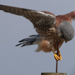 Kestrel trying to land a large screw.