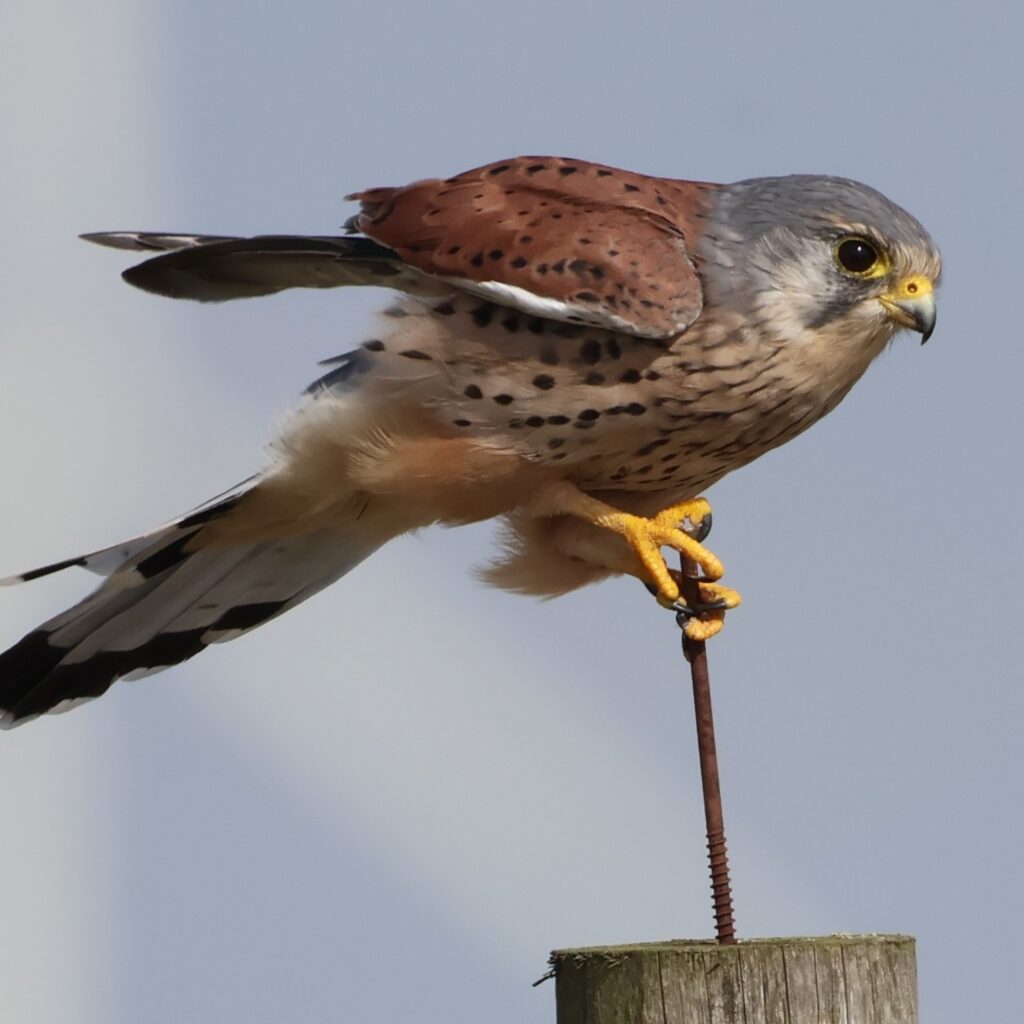 Balancing act at Rye