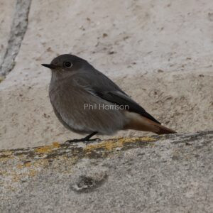 Black Redstart seen on the pumphouse at Chatham docks.