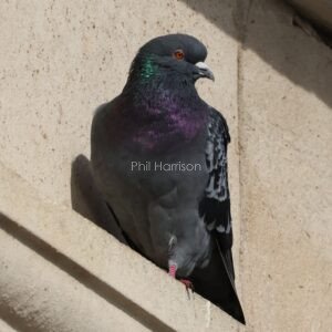 Feral Pigeon seen on the pump house at Chatham docks.