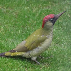 Green Woodpecker seen on my lawn this afternoon, 05/10/2025.
