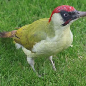 Green Woodpecker seen on the back lawn of ny home.