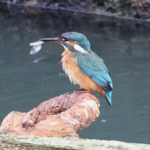 King fisher seen in the south lock at Chatham docks.