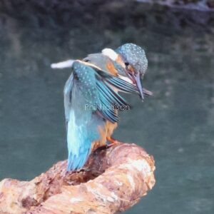King fisher seen in the south lock at Chatham docks.