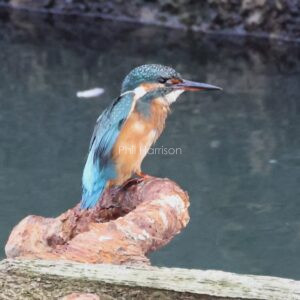 King fisher seen in the south lock at Chatham docks.