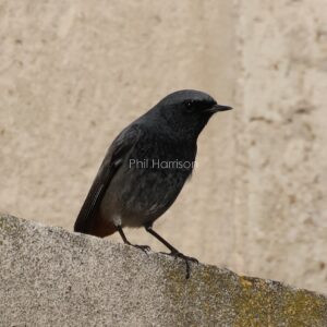 Male Black Redstart seen on the pump house at Chatham docks.
