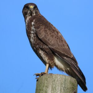 Buzzard seen on a telegraph pole in Ivychurch.