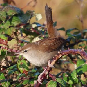 Cetti's Warbler on a bramble bush at Dungeness reserve.