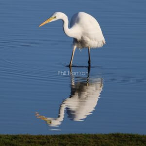 Great White Egret seen on a balmy mid November morning at Dungeness reserve.