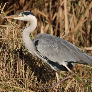 Grey Heron seen at Hansons on Dungeness reserve on a balmy November morning.