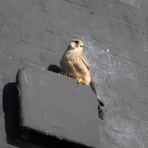 Male Kestrel perched on the side of Dungeness Lighthouse.
