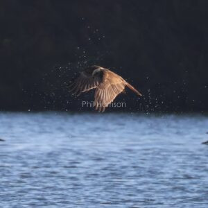 Marsh Harrier Hunting Coot on a beautiful November Morning.