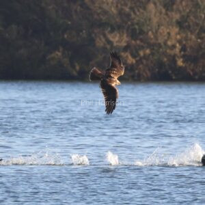 Marsh Harrier Hunting Coot on a beautiful sunny November morning.
