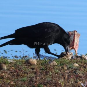 Raven feeding on a Goose carcass at Dungeness reserve.