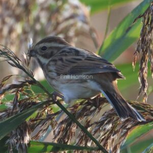 Reed Bunting seen feeding in the reed beds at Dungeness reserve.