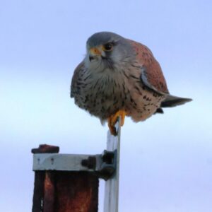 Male Kestrel seen sitting on road sign at Dungeness Lighthouse on a lovely crisp January morning.