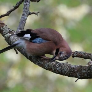 Jay seen in a tree by the Royal Military canal