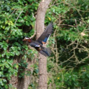 Mandarin Duck in flight at West Hythe Dam