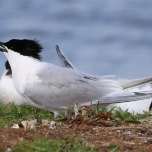 Sandwich Tern