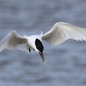 Sandwich Tern in flight