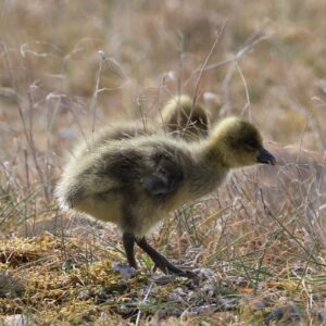 gosling