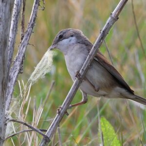 lesser whitethroat gathering nest material