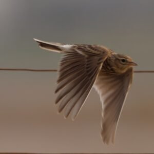 Skylark taking off seen in Rye Harbour