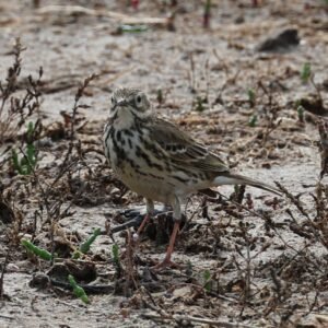 Meadow Pipit seen at Titchwell Marsh